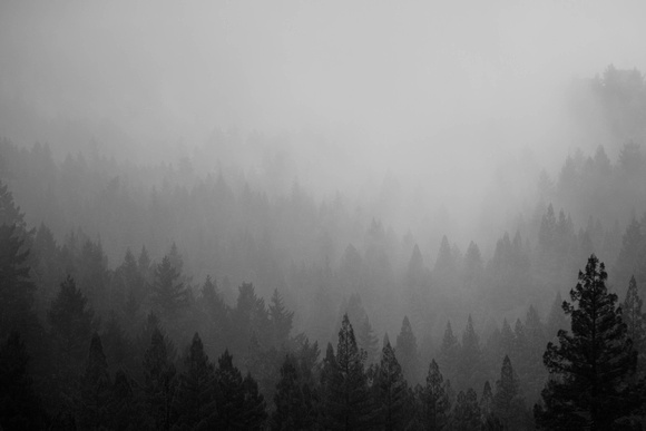 Cedars in the Mist